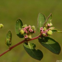 Euphorbia indica Lam.